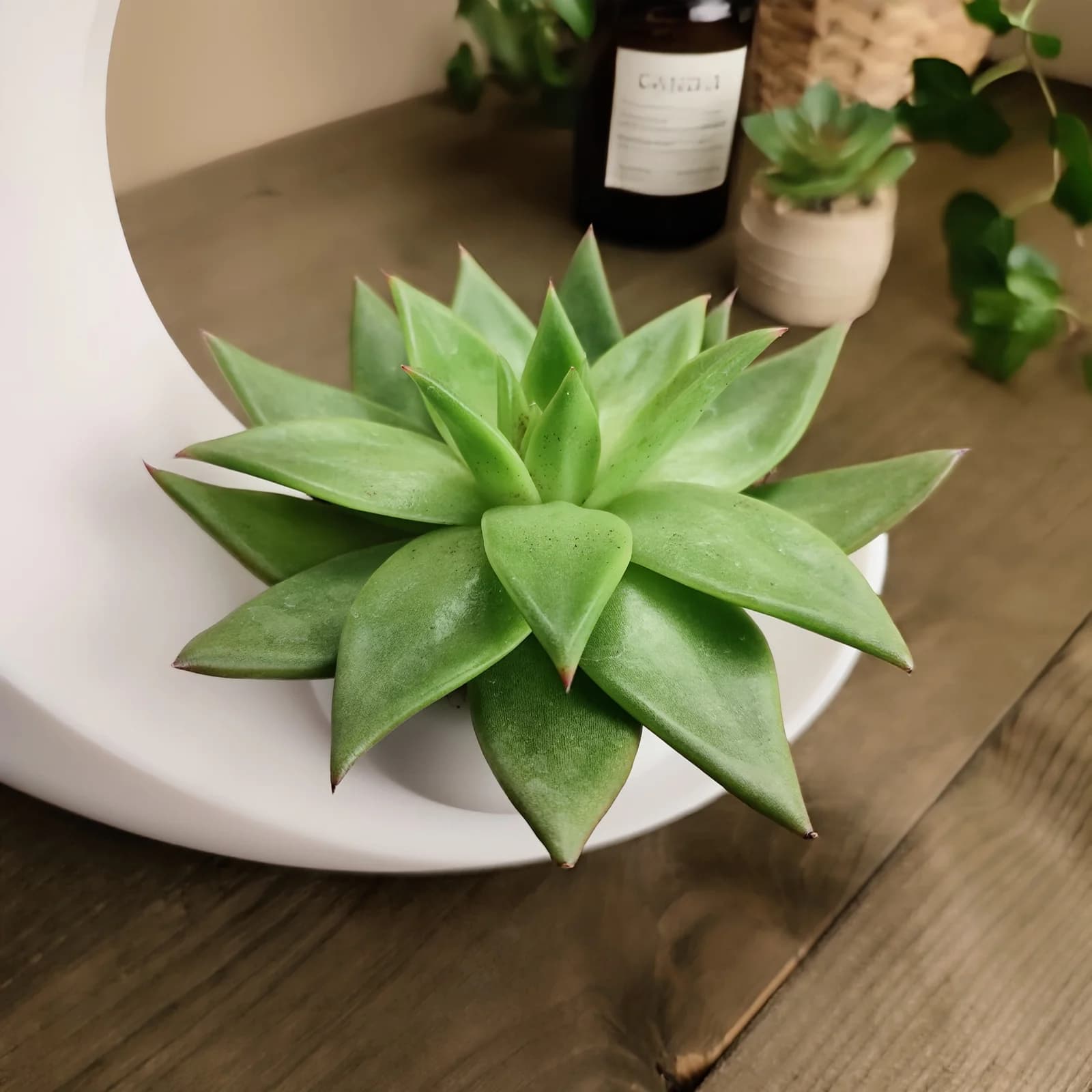 "Selene" Succulent Planter 4